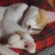 Cat pictures｜ドリーミングガール