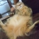 Cat pictures｜脱力～・・・