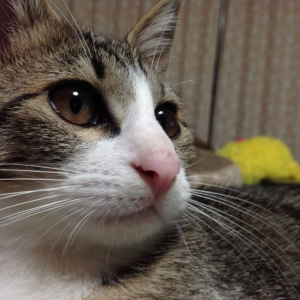 Cat pictures｜ぽっきー