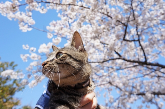 Cat pictures｜小太朗と桜