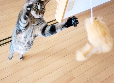 Cat pictures｜獣毛にジャンプ
