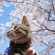 Cat pictures｜小太朗と桜