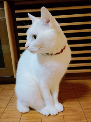 Cat pictures｜おすわり（横顔ver.）