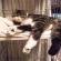 Cat pictures｜眠い