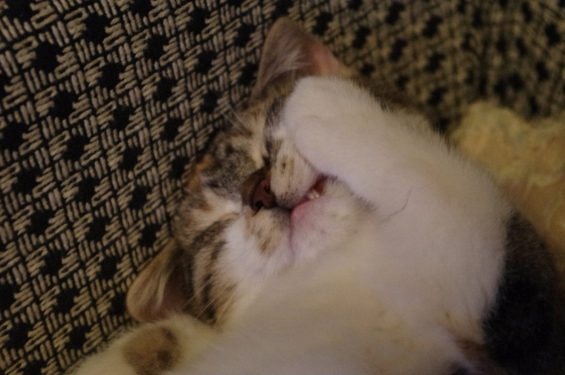 Cat pictures｜乳歯がまだ抜けてないの。。