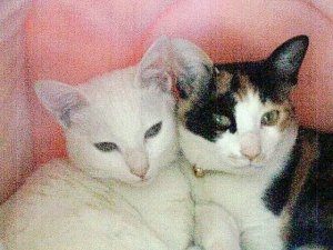 Cat pictures｜姉妹一緒（2000.11.30）
