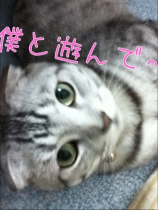 Cat pictures｜僕と遊んで～