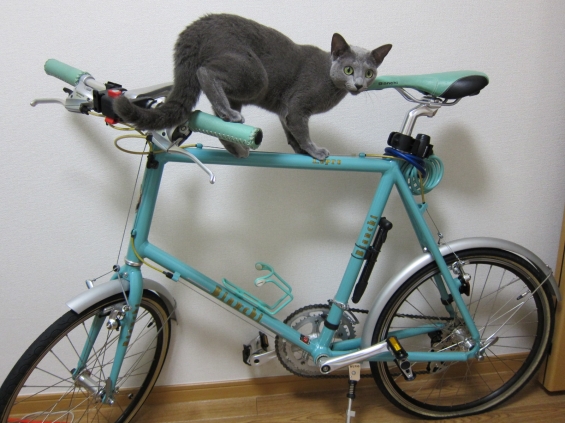 Cat pictures｜自転車にも乗れますよ（多分）