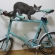 Cat pictures｜自転車にも乗れますよ（多分）