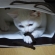 Cat pictures｜袋猫
