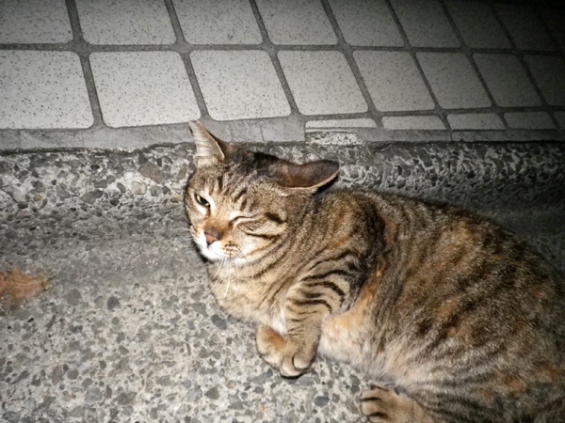 Cat pictures｜かゆい