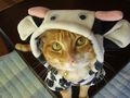 Cat pictures｜コスプレ