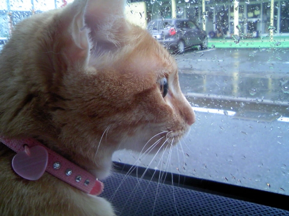 Cat pictures｜雨の日のドライブ