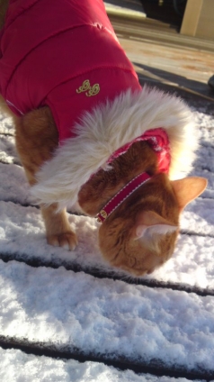 Cat pictures｜雪！