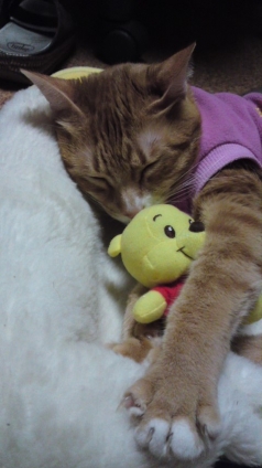 Cat pictures｜Ｍｙ抱き枕♪