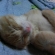 Cat pictures｜寝！！！