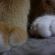 Cat pictures｜爪