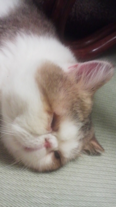 Cat pictures｜再びまさおくんの寝顔です