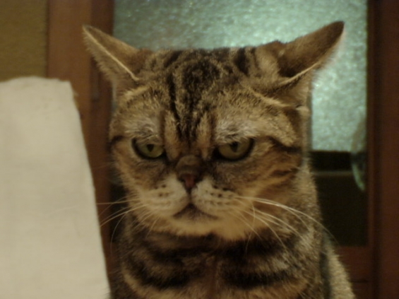 Cat pictures｜お、怒ってるの・・・茶々さん・・・
