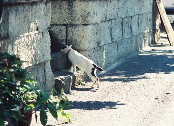 Cat pictures｜おじゃましま〜す