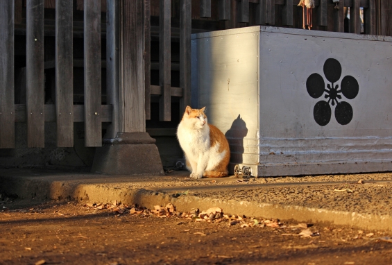 Cat pictures｜神社猫