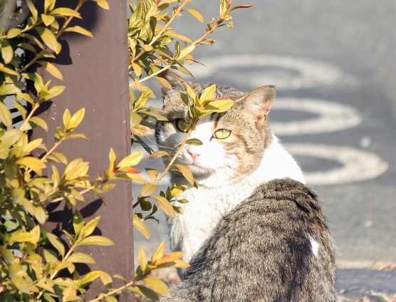 Cat pictures｜おめめが葉っぱ