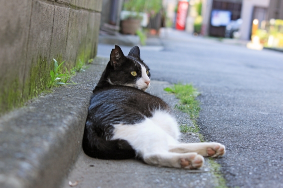 Cat pictures｜夕涼み