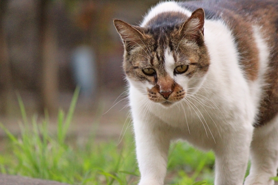 Cat pictures｜なんか見つけた？