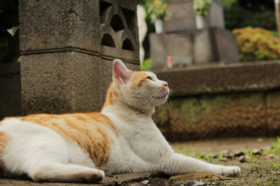Cat pictures｜墓地にゃんこ