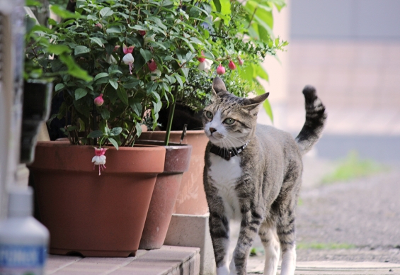 Cat pictures｜鉢植えとニャンコ