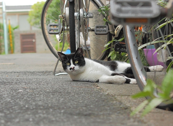 Cat pictures｜自転車とニャンコ