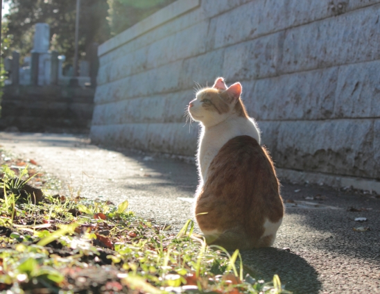 Cat pictures｜穏やかな冬の日