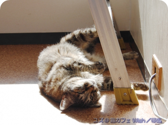 Cat pictures｜ユズ／撫でてほしいの(*μ_μ)