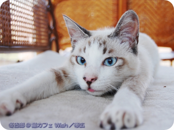 Cat pictures｜冬吉郎／んぺー（舌ｗ）