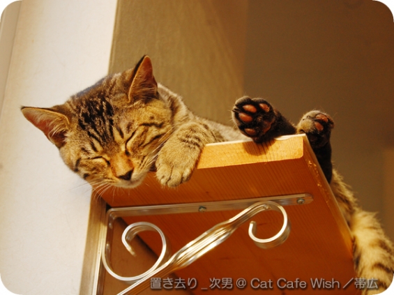 Cat pictures｜次男(仮名)／おやすみ、佳い夢を