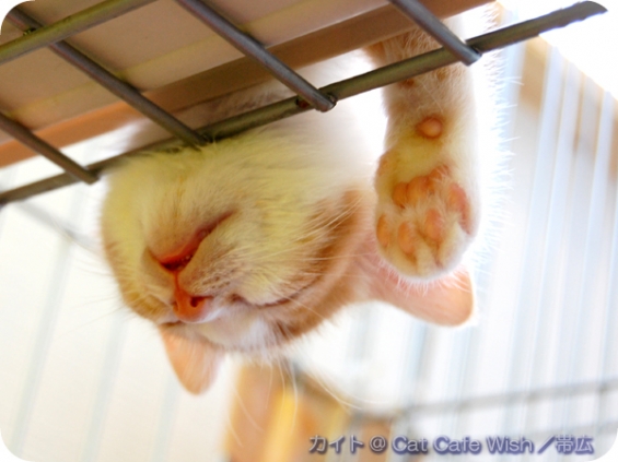 Cat pictures｜カイト／おやすみ、佳い夢を