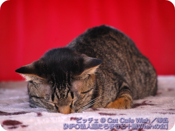Cat pictures｜ピッチェ／おやすみ、佳い夢を