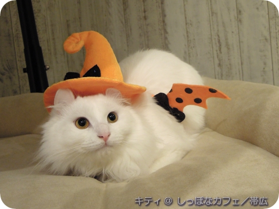 Cat pictures｜キティ／ハッピーハロウィン！