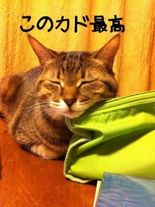 Cat pictures｜んふふ~