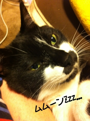 Cat pictures｜眠いっ!のだ