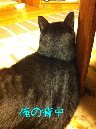 Cat pictures｜ビッグ?