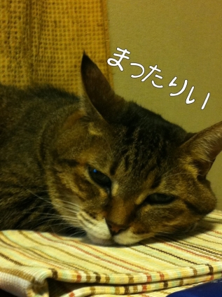 Cat pictures｜トローン