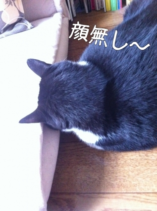 Cat pictures｜キャーー