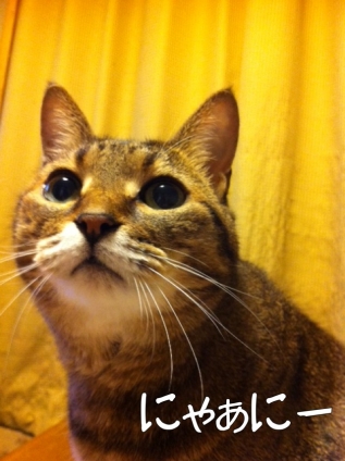 Cat pictures｜キラァーン