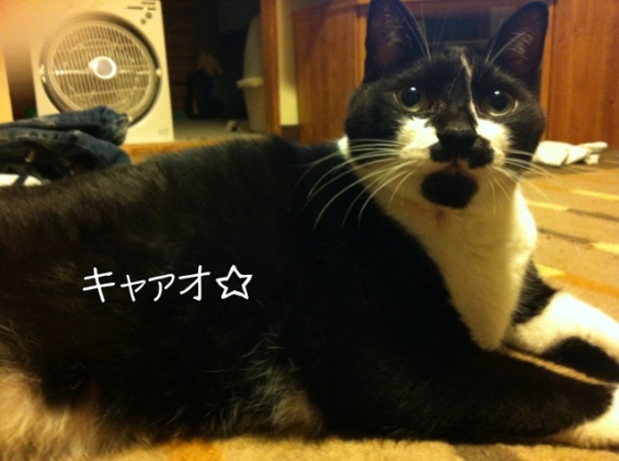 Cat pictures｜クリクリ　