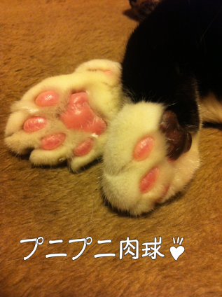 Cat pictures｜ぷっくぷく