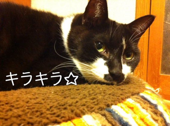 Cat pictures｜キラッキラッ