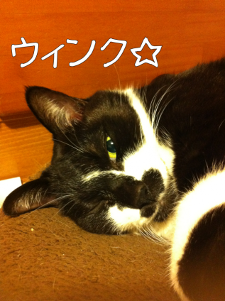 Cat pictures｜エへッ