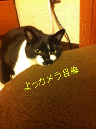 Cat pictures｜何か?
