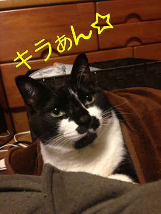 Cat pictures｜ピカピカ